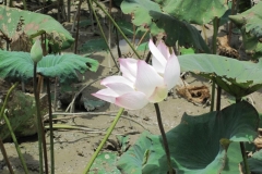Cambodia2014-web-081