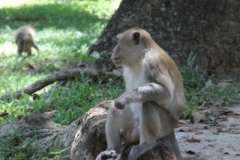 Cambodia2014-web-113
