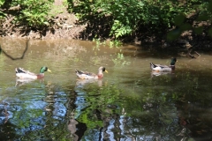 Quebec2013-for web-060