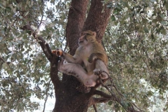 Morocco 2010-web-053