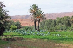 Morocco 2010-web-085