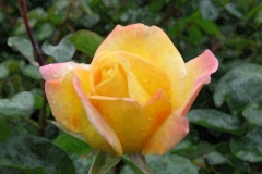 IMG_0369_edited-1