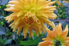 IMG_0383_edited-2