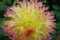 IMG_0388_edited-1
