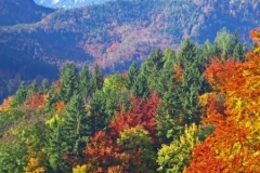IMG_0474_edited-1