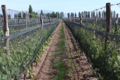 Argentina-website-087