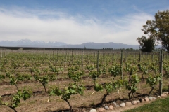 Argentina-website-095
