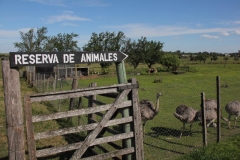 Argentina-website-247