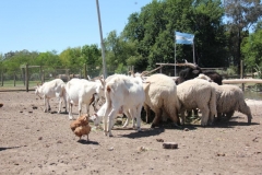 Argentina-website-288