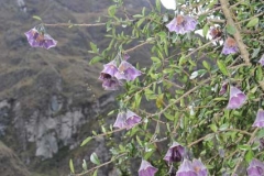 Peru-2011-for-web-087