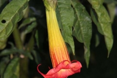 Peru-2011-for-web-106