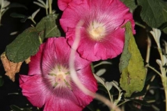 Peru-2011-for-web-110