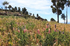 Peru-2011-for-web-160
