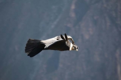 Peru-2011-for-web-176