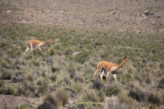 Peru-2011-for-web-199