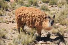 Peru-2011-for-web-206