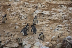 Peru 2011-for web-266